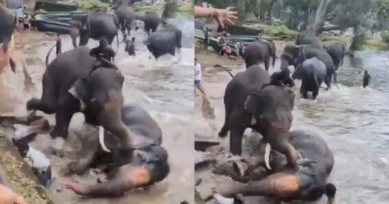 Mujer muere tras quedar atrapada en pelea de elefantes en India