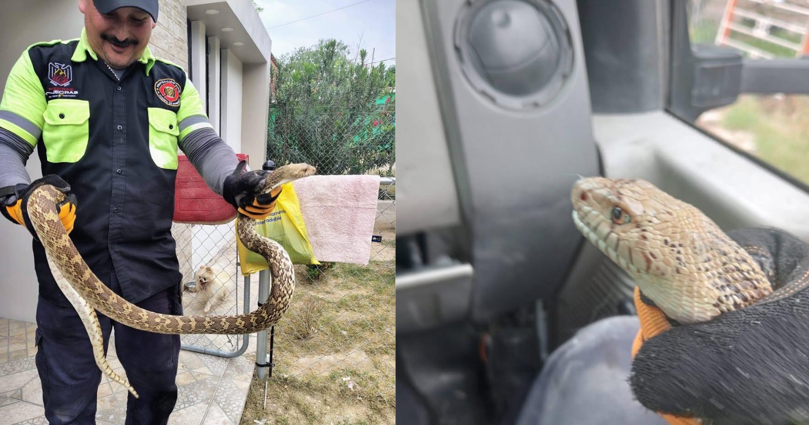 Capturan víbora de cascabel en ejido de Piedras Negras 