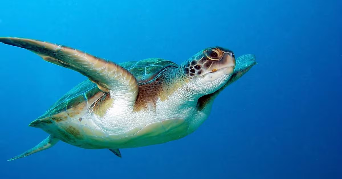 Día Mundial de las Tortugas: las testigos de la evolución del planeta