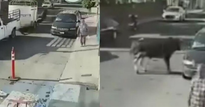 ¡Como de película! Toro se da a la fuga tras caer de camioneta en Michoacán