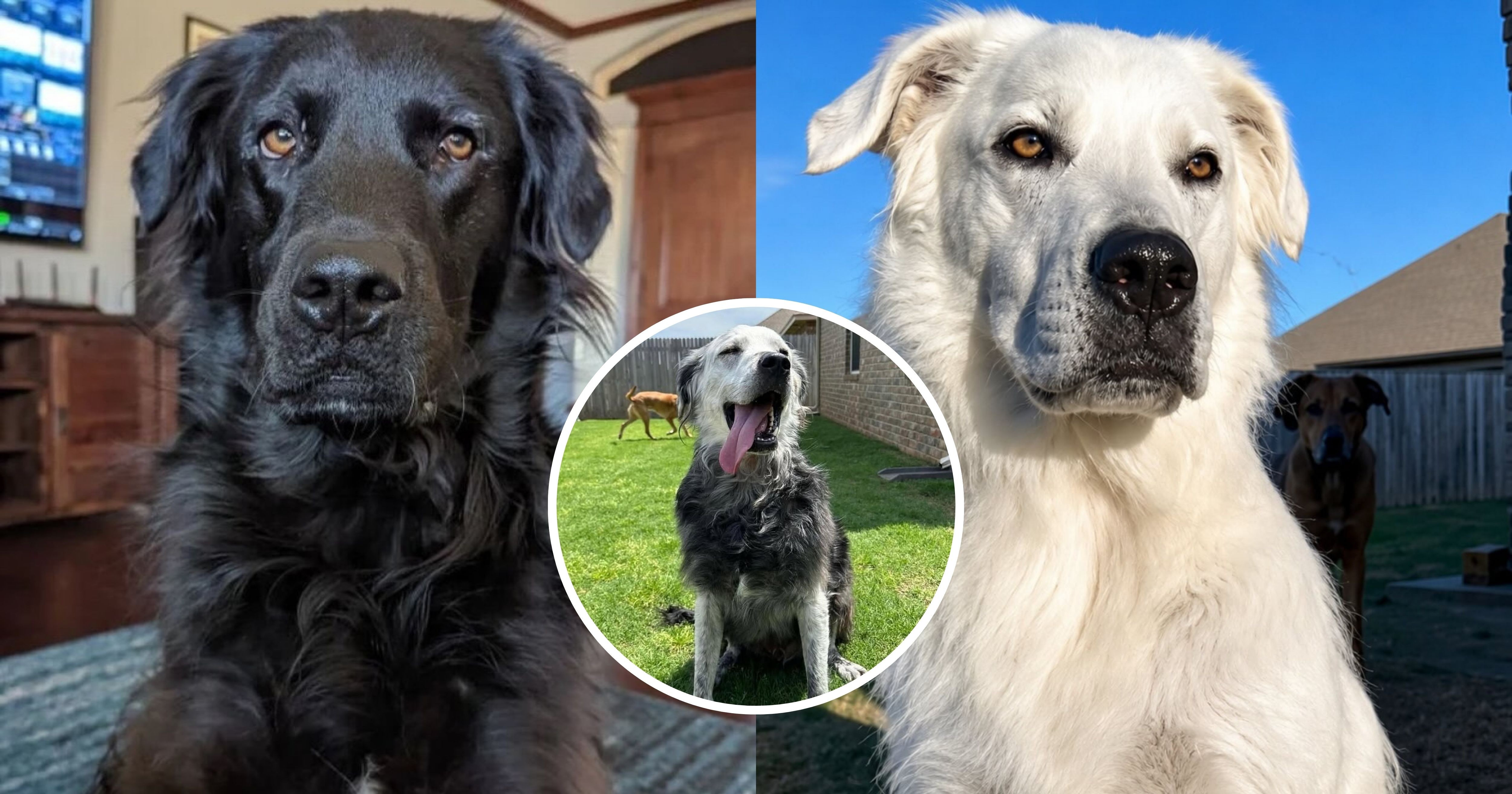¿Los perros pueden tener vitiligo? Esta es la historia de Buster