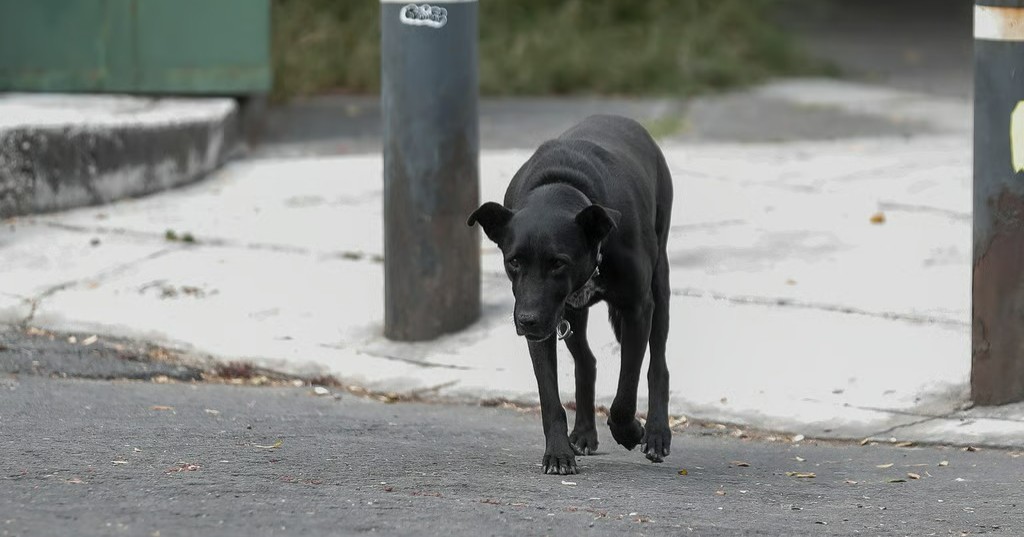 Menor es hospitalizado tras ataque de perro en Parras
