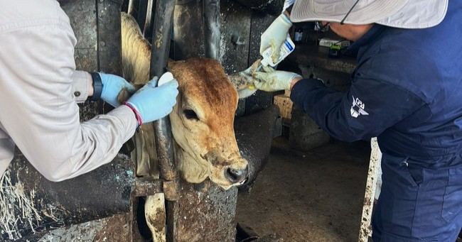 Alertan por aumento de casos activos de gusano barrenador en Nuevo León