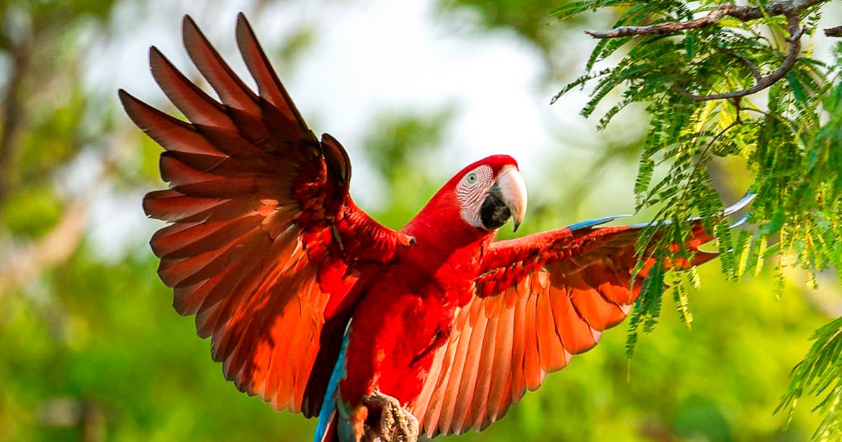 Día Mundial del Loro: el gran daño en tener aves exóticas como mascotas