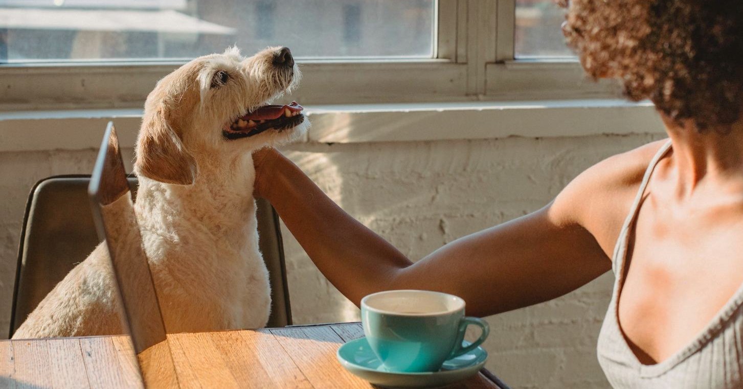 ¡Un paso a favor de los animales! Congreso de la Ciudad de México aprueba reforma para insignia 'Pet Friendly'