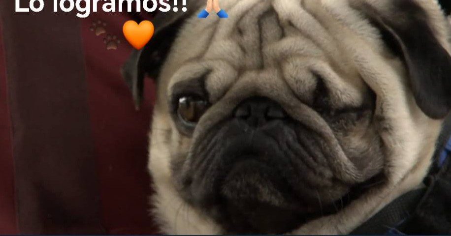 Ordenan pago de más de 79 mil pesos por maltrato a perro en Torreón