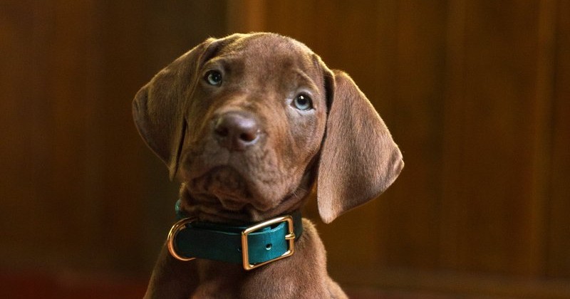 ¡Es adorable! Netflix revela el primer vistazo de 'Scooby-Doo' en su nueva serie live action