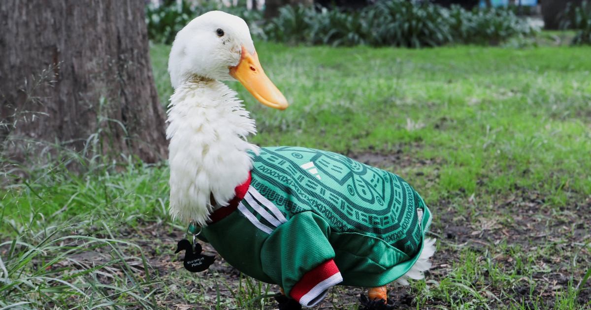 Se ‘agandallan’ el registro del pato ‘Merlín’; el IMPI defiende a los dueños originales de la mascota