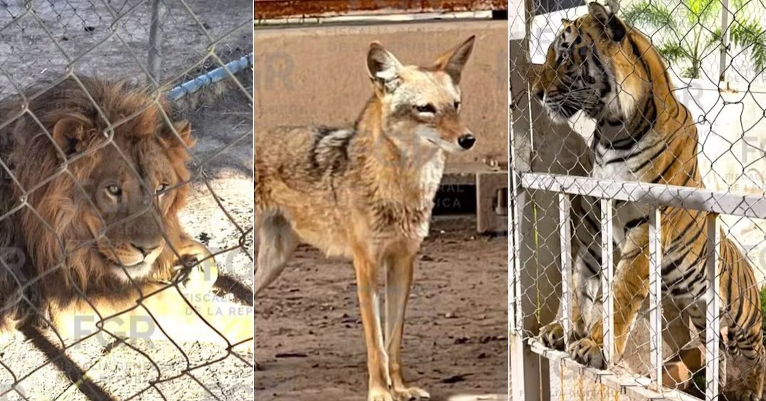 FGR asegura leones, un tigre y vehículos robados tras cateo en San Luis Potosí