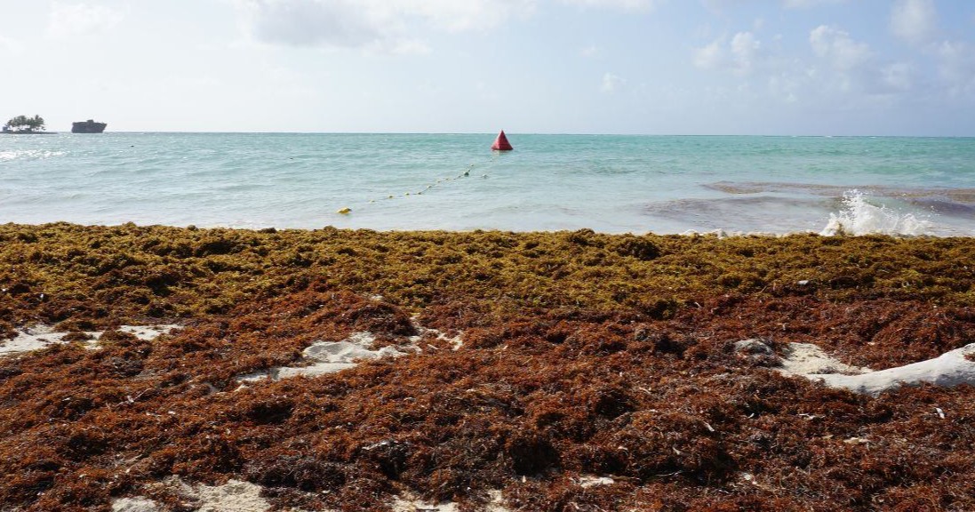 Reportan presencia de sargazo en el 96% de las playas del Caribe mexicano