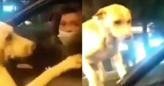 Abandono de un perrito que perseguía un auto en Ecuador desata indignación