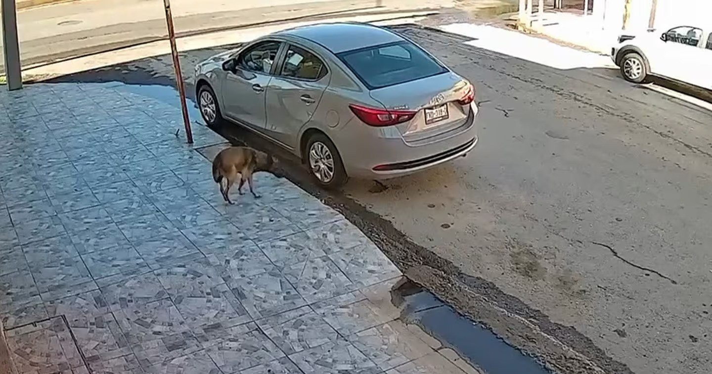 Investigan presunto caso de maltrato animal en Torreón