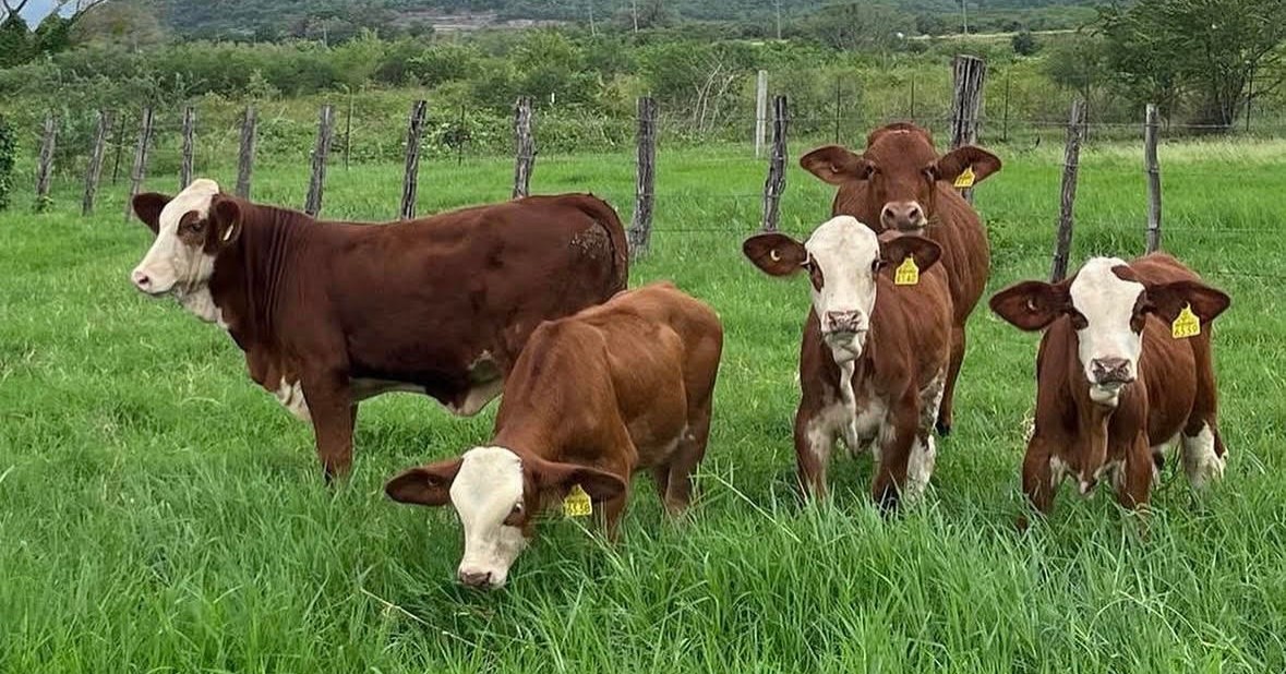 Reanudarán exportación de ganado mexicano hacia Estados Unidos 