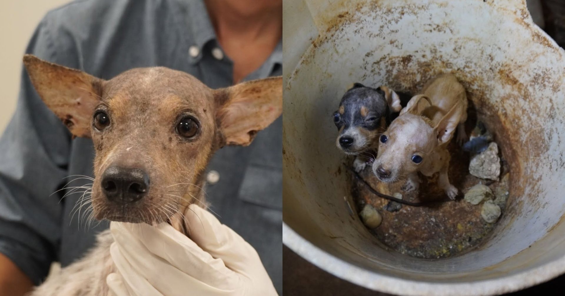 Así fue el rescate de 48 perritos abandonados en Mérida