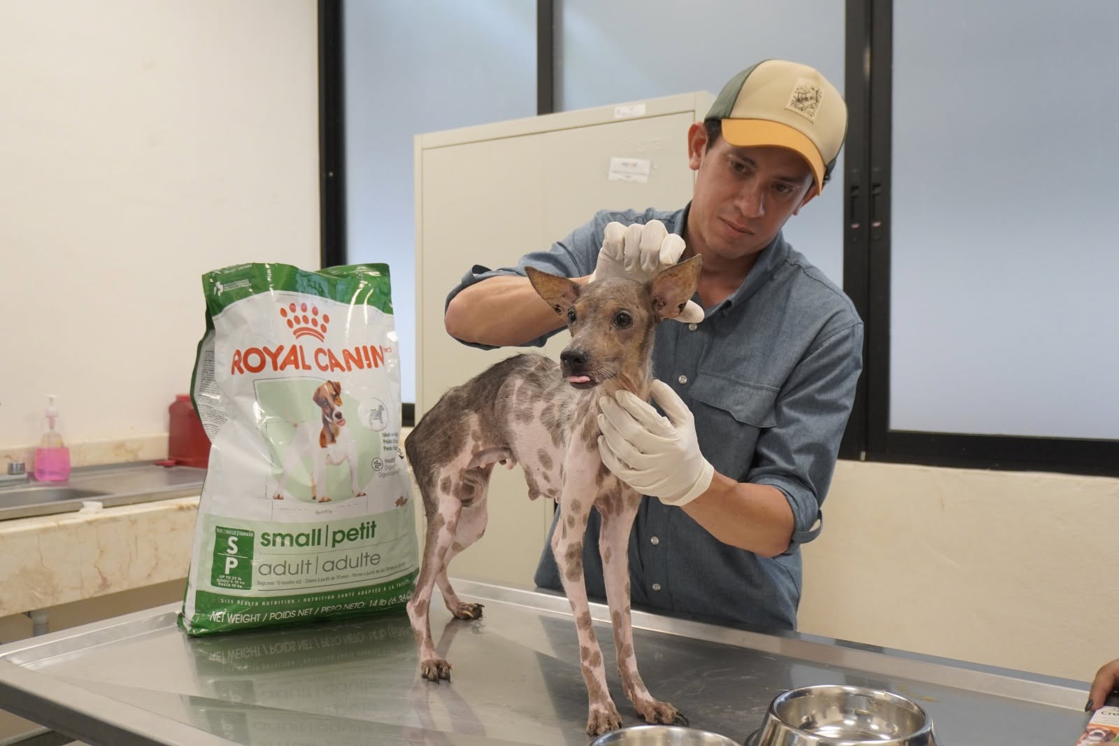 Fuente: Raul Escalante y Unidad de Medio Ambiente y Bienestar Animal Mérida