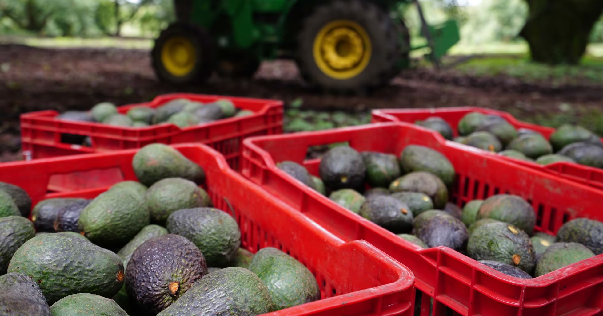 Suspensión de exportación de aguacate es por seguridad, afirma gobernador de Michoacán