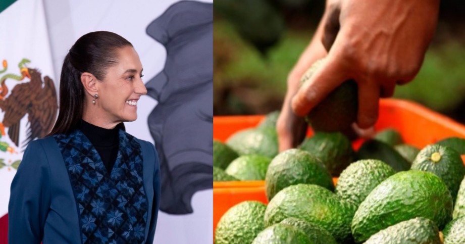 Gobierno federal garantiza seguridad a inspectores de aguacate de Estados Unidos tras amenazas