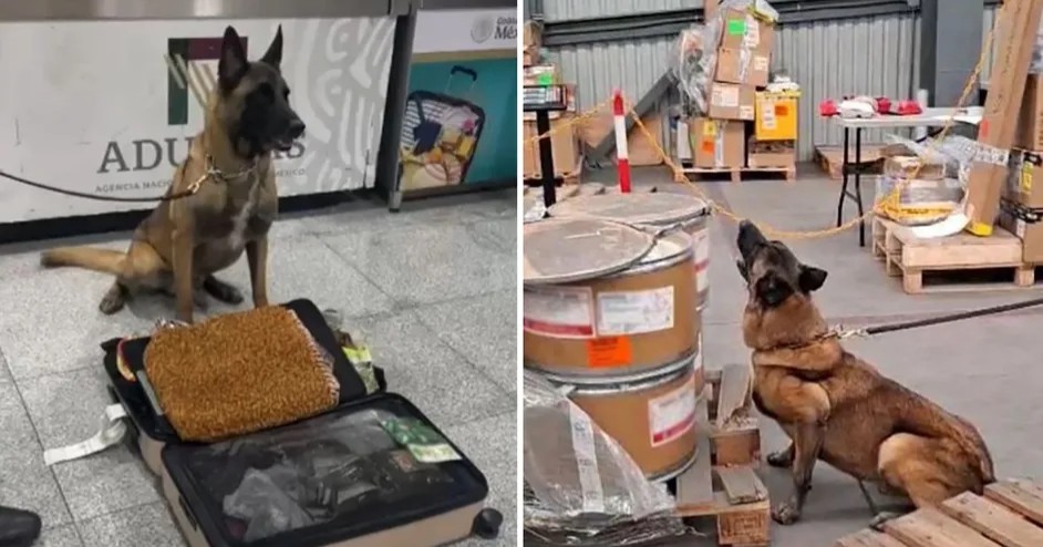 Binomio canino detecta 245 kilos de presunta metanfetamina en el AICM