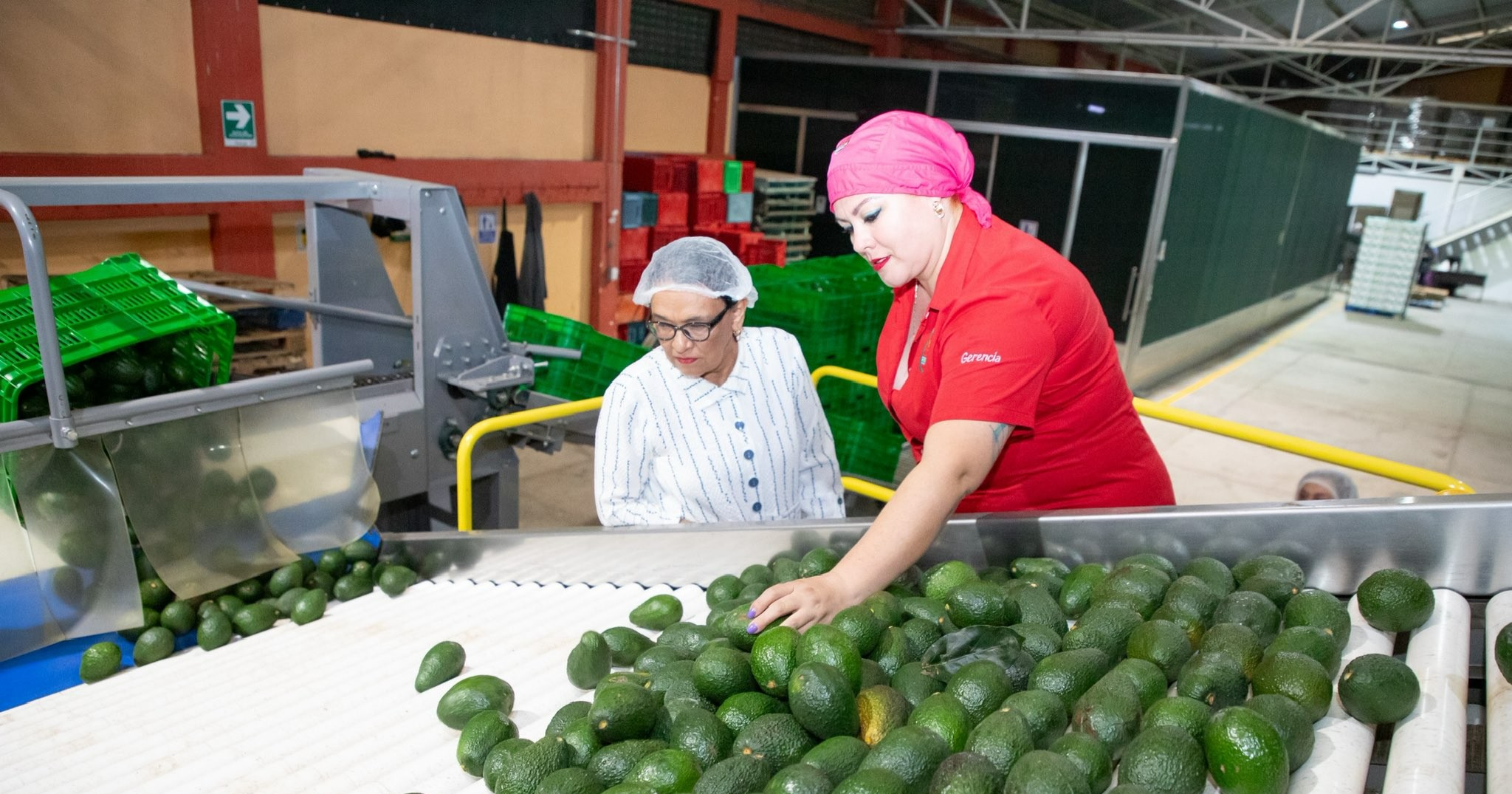 Segob atiende causas de violencia hacia empresarios aguacateros