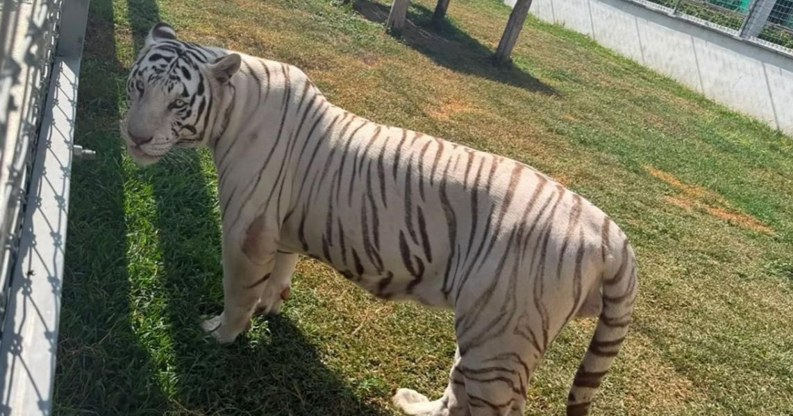 Aseguran 68 mil litros de diésel y 135 animales exóticos en Tamaulipas