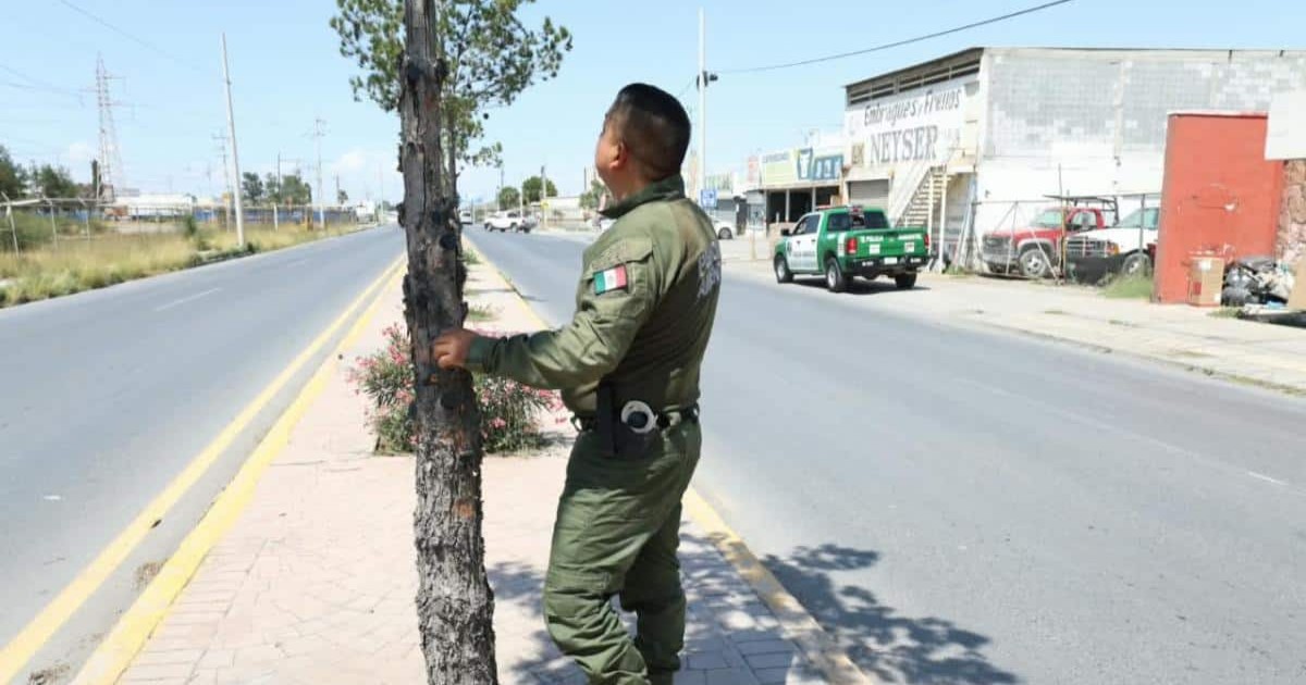 Investigan poda irregular de pinos en Saltillo; multa podría alcanzar los 586 mil pesos