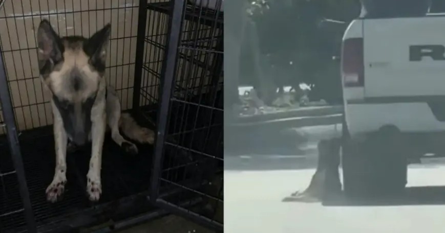 Dignidad Animal aclara que caso de “Darsy” fue un accidente en Acuña