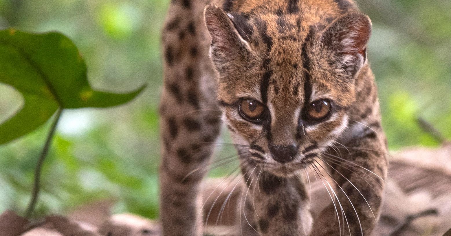 Identifican en Bolivia una nueva especie de felino silvestre