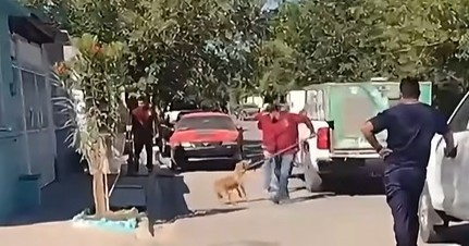 Denuncian maltrato animal durante operativo en Piedras Negras