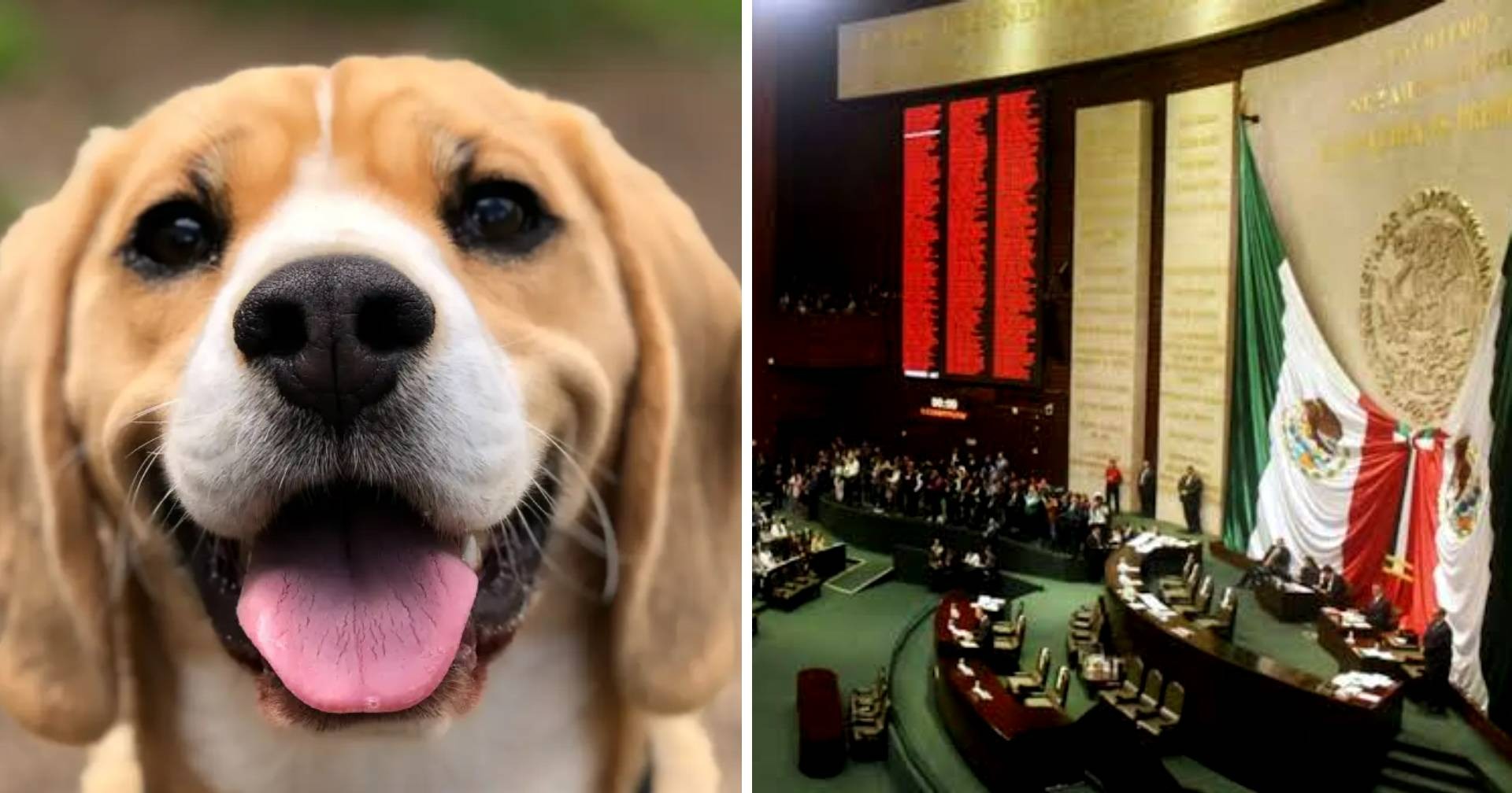 Senado aprueba Ley General de Bienestar Animal
