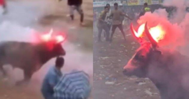 VIDEO: Prenden fuego a los cuernos de un toro en Colombia, autoridades buscan a los responsables