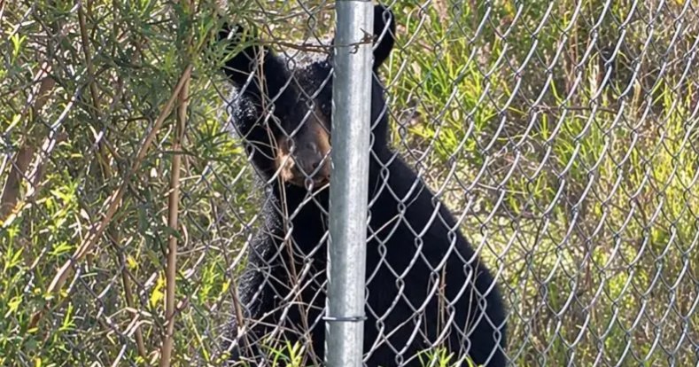 Resguardan a osezno que deambulaba por Parque Industrial Derramadero