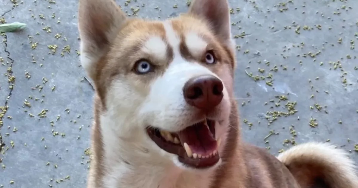 Exigen justicia para 'Ruso', perro husky encontrado sin vida tras ser raptado en California