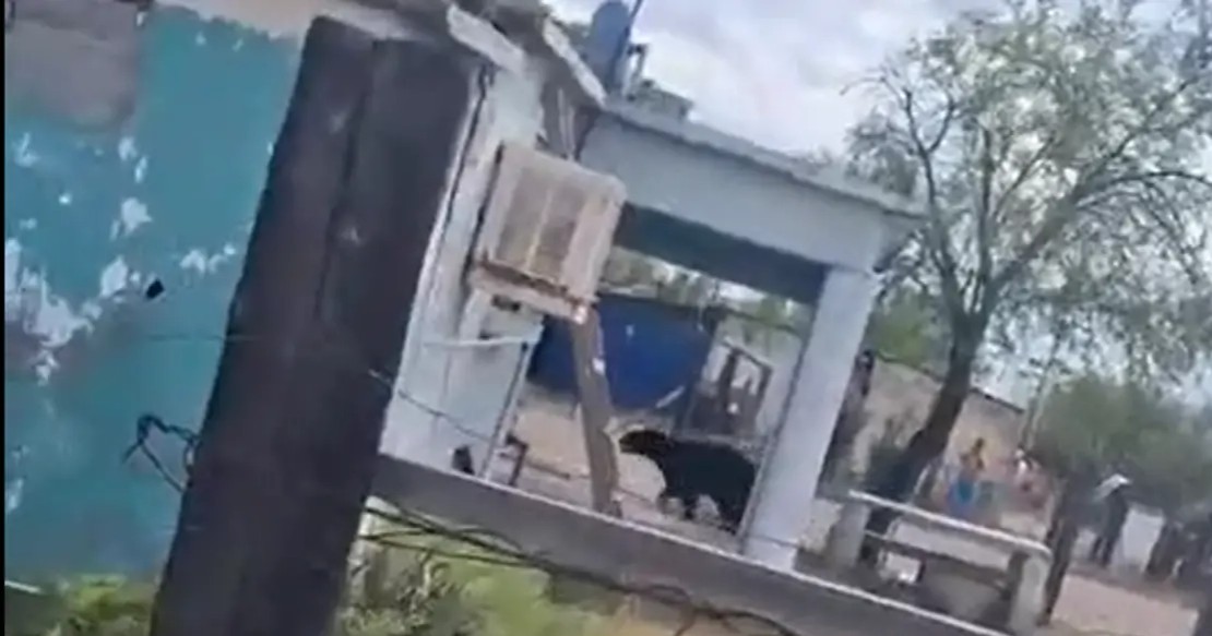 Oso negro aparece en patio de vivienda y moviliza a Protección Civil en Múzquiz