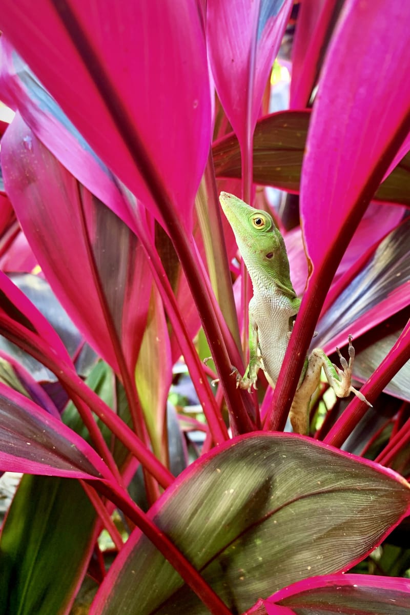 A green anole lizard perches on vivid pink cordyline leaves in Costa Rica