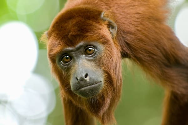 The Living Amazon program