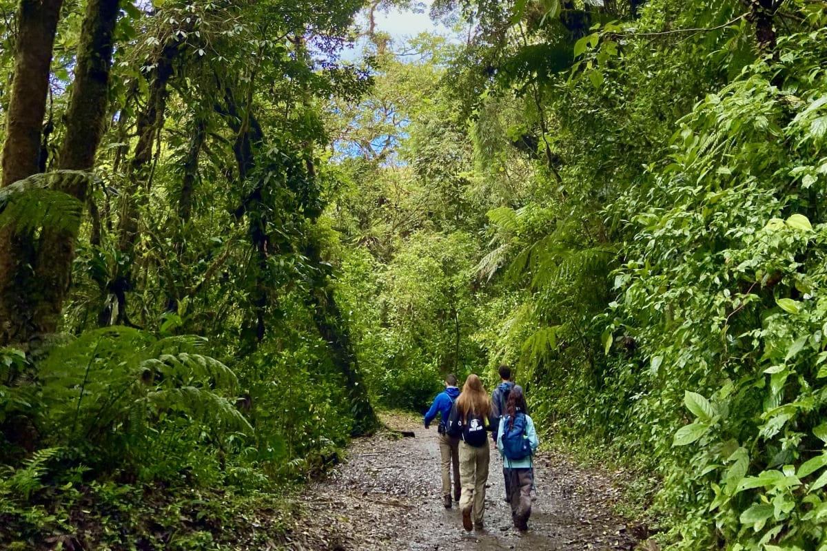 A small group of hikers, seen from behind, walks a gravel track beneath tall moss-draped trees in a Costa Rican cloud forest