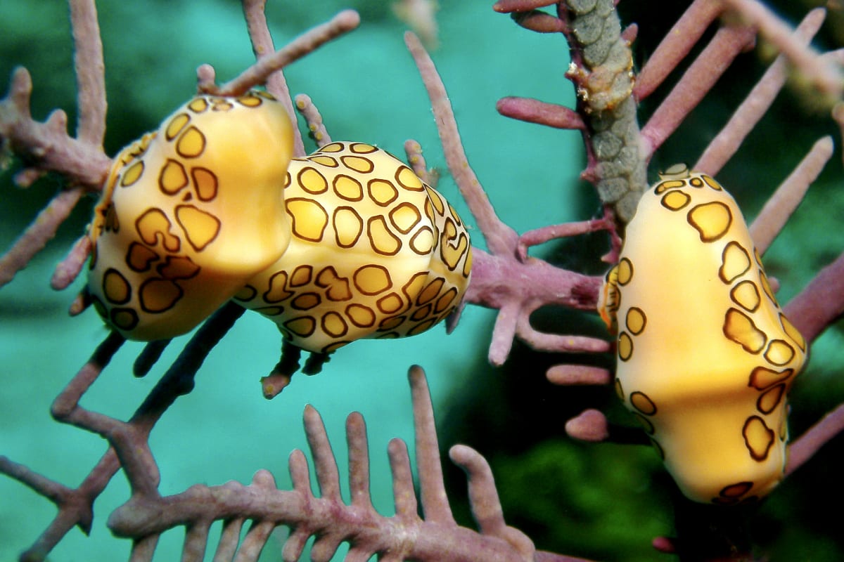 Flamingo tongue snails with orange-ringed spots cling to a pink sea fan in turquoise water