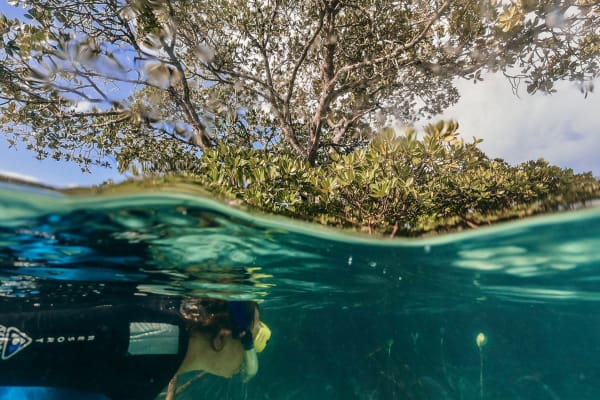 Rainforest to Reef