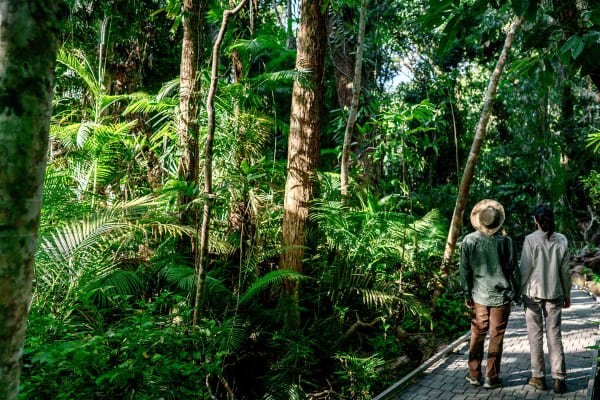Two students follow a walkway through dense tropical rainforest