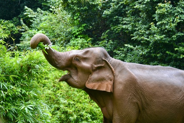 Elephants of Southeast Asia