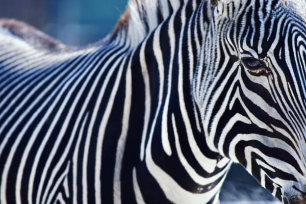 Wildlife Health and Conservation