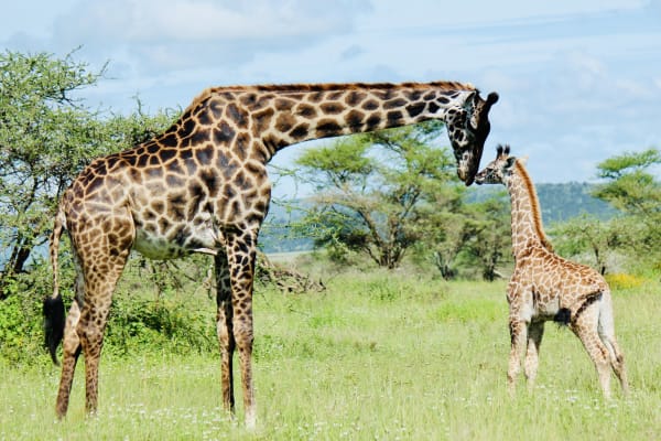A giraffe bends to nuzzle its calf among acacia trees in Kenya