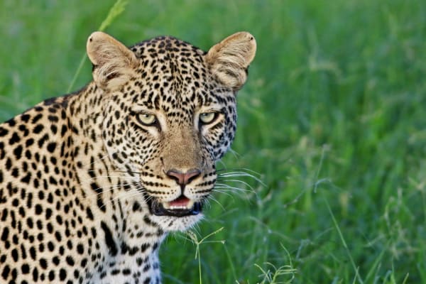 Carnivores of the African Plains