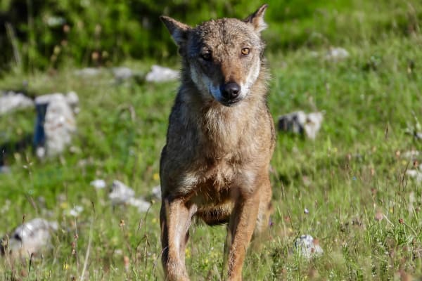 Pastures and Predators: Rewilding Central Italy