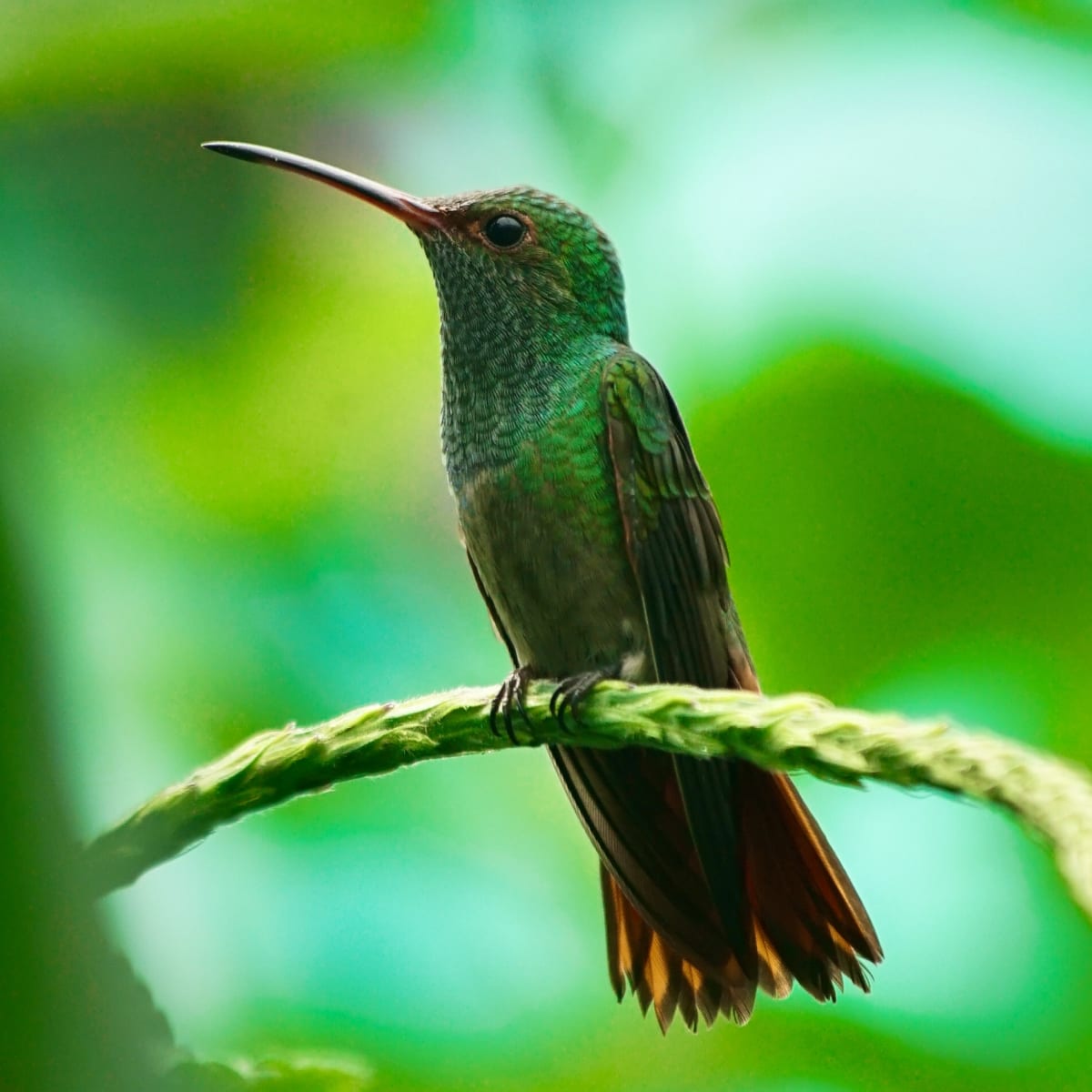 A vibrant hummingbird among lush foliage in Panama