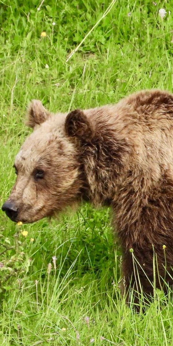 A brown bear stands side-on in a flowering mountain meadow in the central Apennines