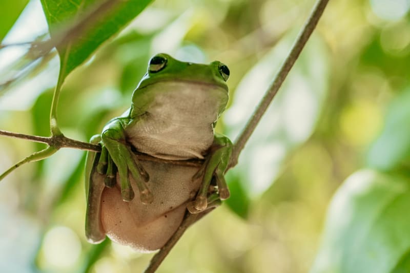 A green tree frog clings to a slender branch amid lush rainforest foliage