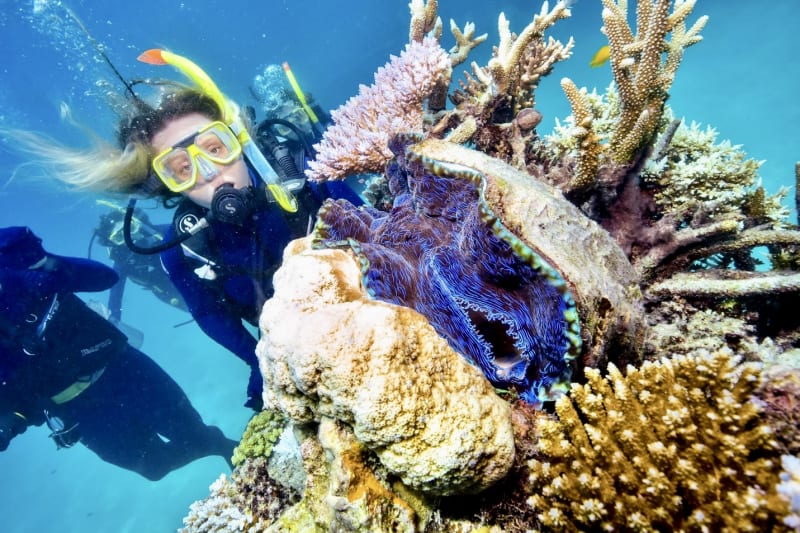 Two scuba divers examine a giant clam on the Great Barrier Reef