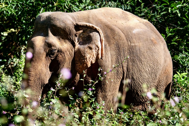 A lone Asian elephant moves through dense green vegetation in Cambodia