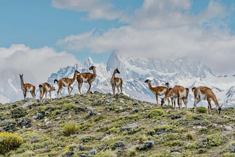 Wild guanacos grazing windswept Patagonian grassland below snow-capped peaks